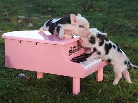 Pigs Playing Piano Animals And Pianos Pinterest Posts Playing