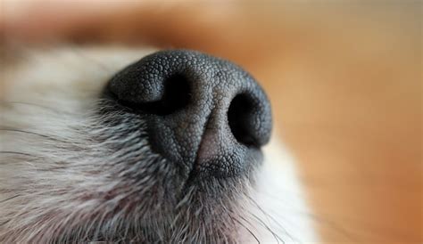 What's good for dry nose. Dry Nose Dog Treatment (What to Look For in an Effective One)