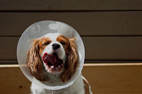 How To Make A Dog Cone More Comfortable Care Animal Hospital