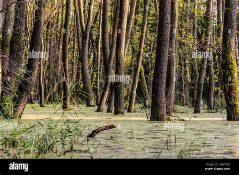Forest In A Moor Bog Stock Photo Alamy