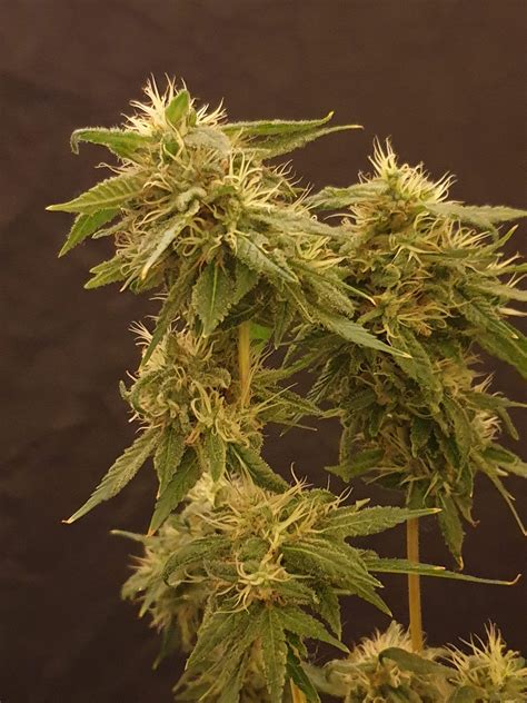 Stardawg Grow Diary Journal Harvest23 By Drkushlife Growdiaries