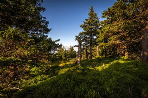 Small Meadow With Pine Trees Green Grass And Dark Blue Sky Near Serak