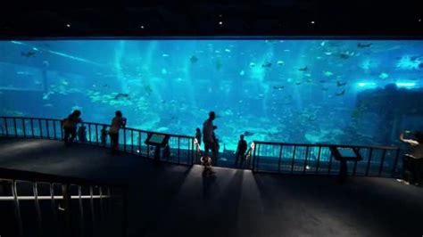 Sea Aquarium In Sentosa Island Singapore — Stock Video © Realinemedia