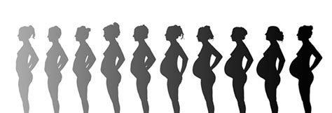 Razvoj bebe u toku trudnoće po nedeljama - Ginekološka ordinacija 