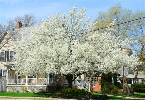 Small Flowering Trees In Ohio 10 Small Trees For Your Garden Small