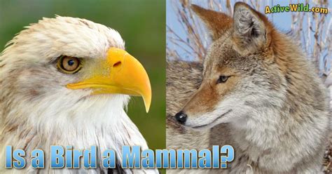 The other extant (living) classes of vertebrates (animals with backbones) include fish (with a few recognized classes). Is A Bird A Mammal? Birds Vs Mammals: Characteristics ...