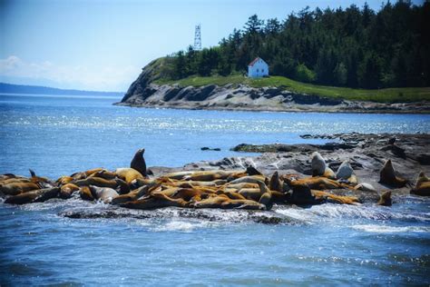 6 Best Whale Watching Tours From Vancouver And Vancouver Island
