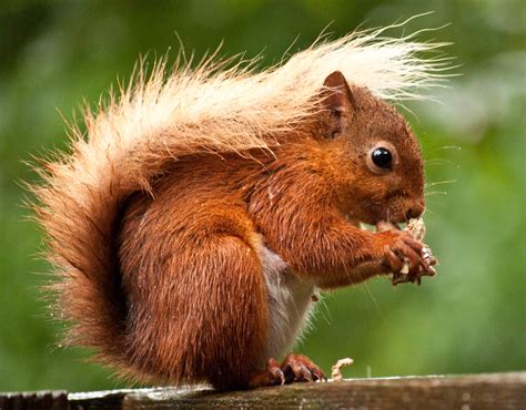 Red Squirrel British Wildlife Wiki