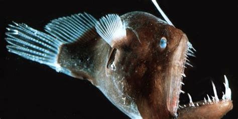 A Deep Sea Anglerfish Uses Its Own Kind Of Lure To Attract Prey