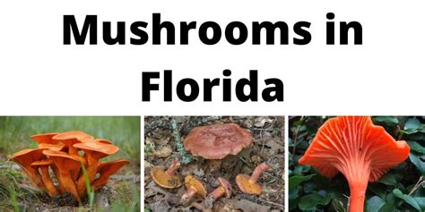 A Comprehensive List Of Common Wild Mushrooms In Florida