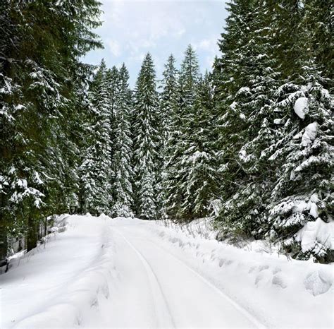 Road With Tracks Tire On Snow In Winter Snowy Fir Tree Forest Stock