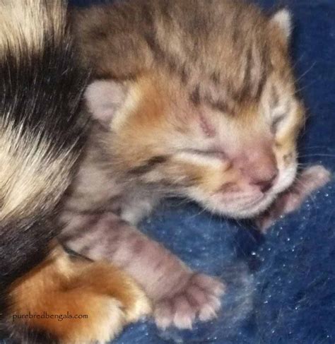 Newborn Bengal Kitten Bengal Kitten Bengal Cat Newborn Animals