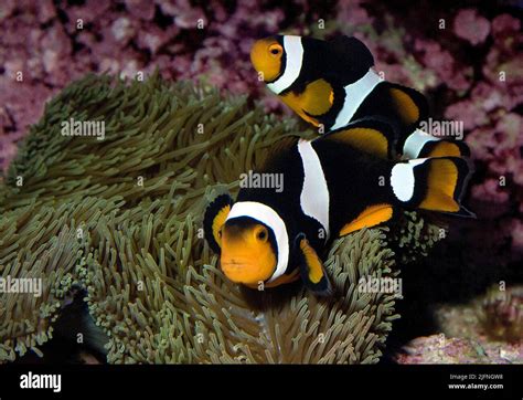 Breeding Pair Of Percula Clownfish Amphiprion Percula Stock Photo Alamy