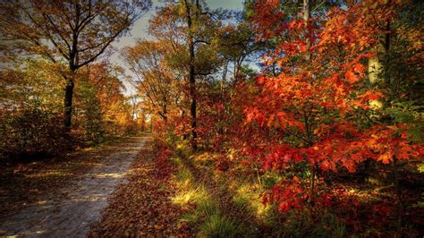 Red Trees Trees Landscape Fall Leaves Hd Wallpaper Wallpaper Flare