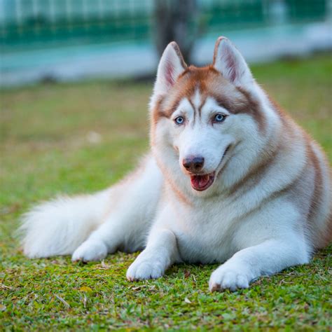 Sable Husky A Unique And Beautiful Canine Breed