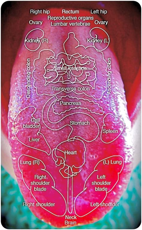 Vedic Tongue Chart Tongue Health Health