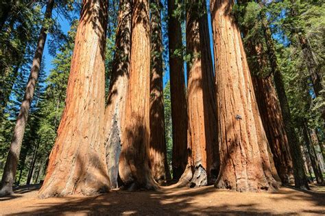 Campsites in sequoia national park. Best Time to Visit Sequoia National Park, Tips for Seeing ...