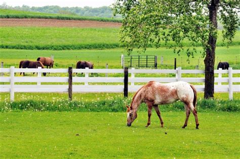 Managing Horses On Pastures Of 1 Acre Or Less The Horse