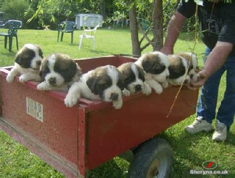 With their breeder, waiting for you! Saint Bernard puppies for sale | Pets for sale in ...