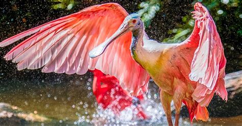10 Animales Que Confirman Que El Color Rosa Es Uno De Los Más Bellos