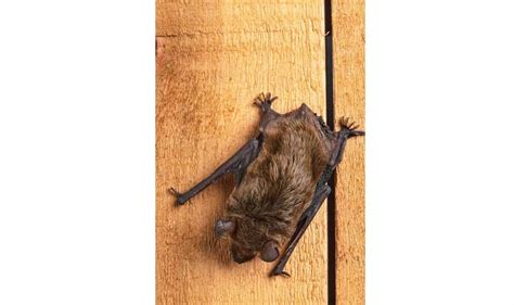 Flying Fox Vs Bats What Are The Differences