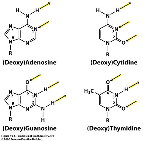 Transcribed image text from this question. Hydrogen Bonding in DNA Base Pairs