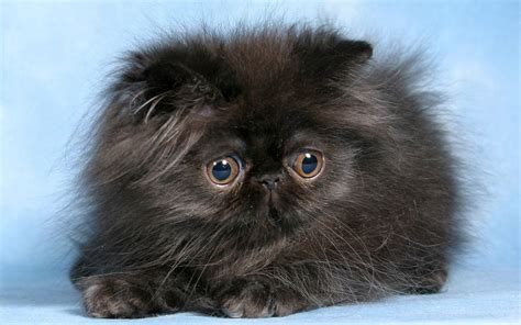 Black Cat Kittens Black Persian Kitten Persian Kittens Is A Populer