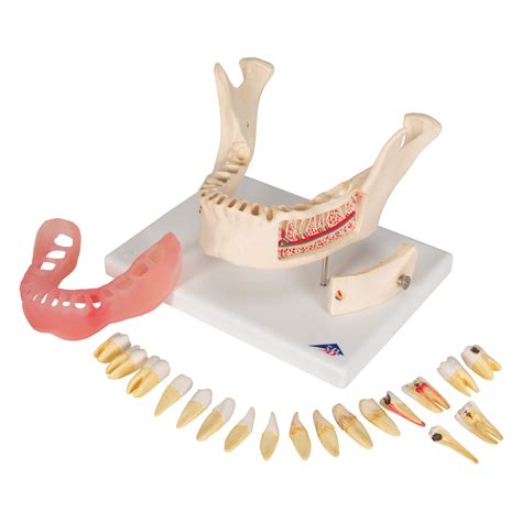 Anatomical Teaching Models Plastic Human Dental Models Dental