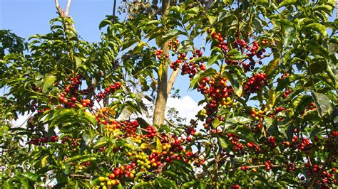 Bonga Ethiopias Epicenter Of Arabica Coffee Cnn Travel