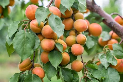 Premium Photo Many Apricot Fruits On A Tree In The Garden On A Bright