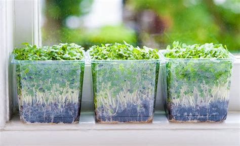 Windowsill Vegetable Gardening 11 Best Vegetables To Grow On