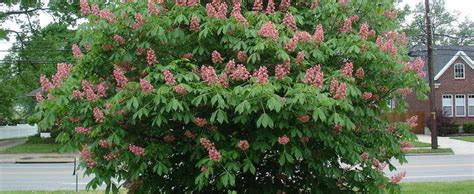 Maybe you would like to learn more about one of these? Red Horsechestnut, Red Horse Chestnut, Bottlebrush Buckeye ...