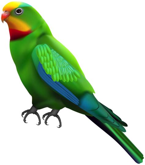 Parrot Png Image Transparent Image Download Size 528x600px