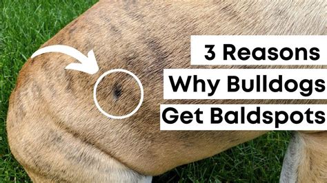 Why Do Bulldogs Get Bald Spots And How To Help Youtube