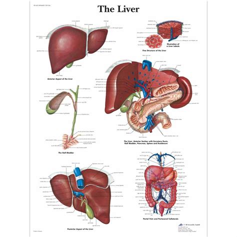 The Liver Chart Uk