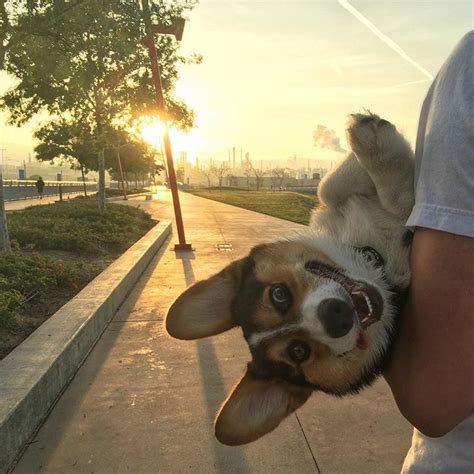 33 Photos Proving That Dogs Are The Cutest Things Cutesypooh Funny