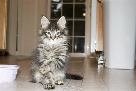 Your vet can let you know if your cat is overweight, but there are some signs you. Feed the Beast: What's the Best Diet for Your Maine Coon ...