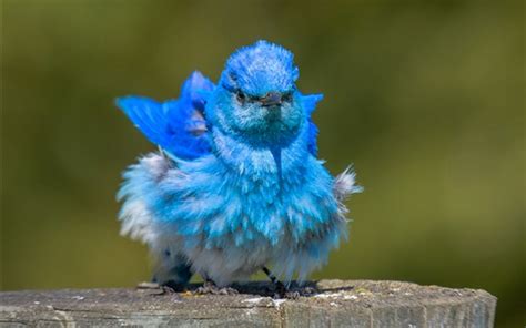 Wallpaper Ruffled Feathers Blue Bird 2560x1600 Hd Picture Image