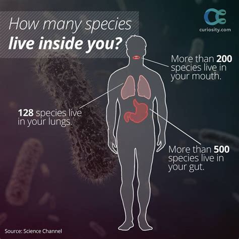 Microorganisms On The Human Body Makes You Smarter Perspective The