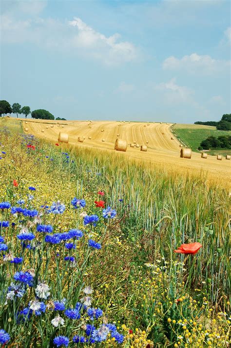 A Field During Summer Havesting Hay Country Scenes Scenery Landscape