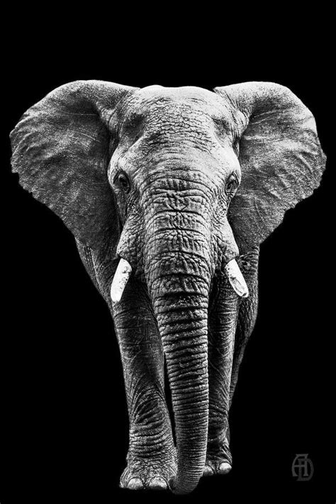 The Elephant Out Of The Dark Elephant Photography Elephant Artwork