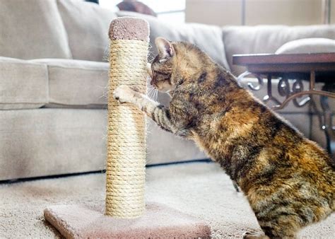 Using the scratching post might convince a lot of cats to use catnip more often, even as they are using the scratching posts more often. 5 Tips to Get your Cat to Use the Scratching Post ...