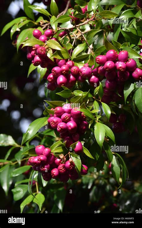Small Purple Berries Growing In Clusters Stock Photo Alamy