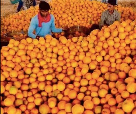 A Grade Maharashtra Nagpur Oranges Orange Nagpur Fresh Oranges
