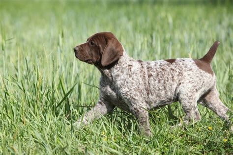 German Shorthaired Pointer Dogs Breed Information Temperament Size
