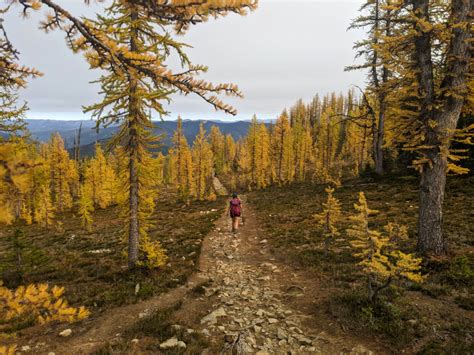 Frosty Mountain Larches Complete Fall Hiking Guide