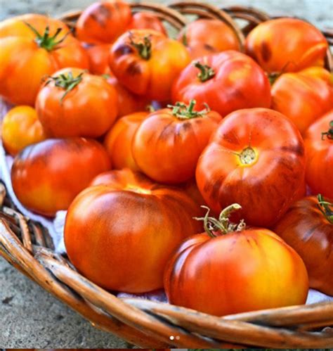 Lucid Gem Tomato Gaia Organics