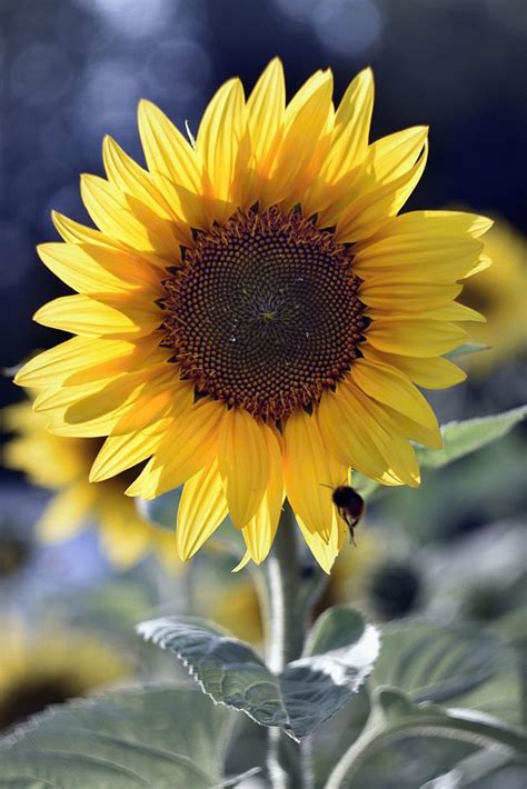 Sunflower Ii By Bohuslav Kysilka On 500px Sunflower Plants Flora