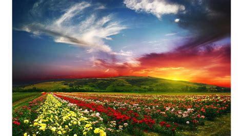 Download Colorful Spring Flowers 4k Nature Wallpaper 4k