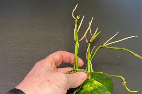 How To Save A Pothos From Root Rot Indoor Plants For Beginners